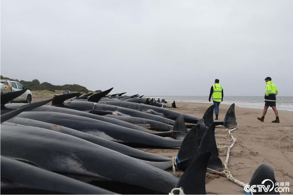 武战天下免费观看完整版,梅威瑟vs朝仓未来为什么不打mma