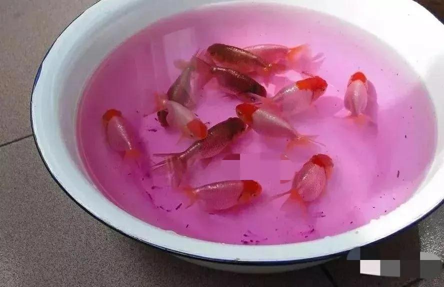 想要养金鱼怎么样才能把金鱼养好,养金鱼的正确方法和注意什么