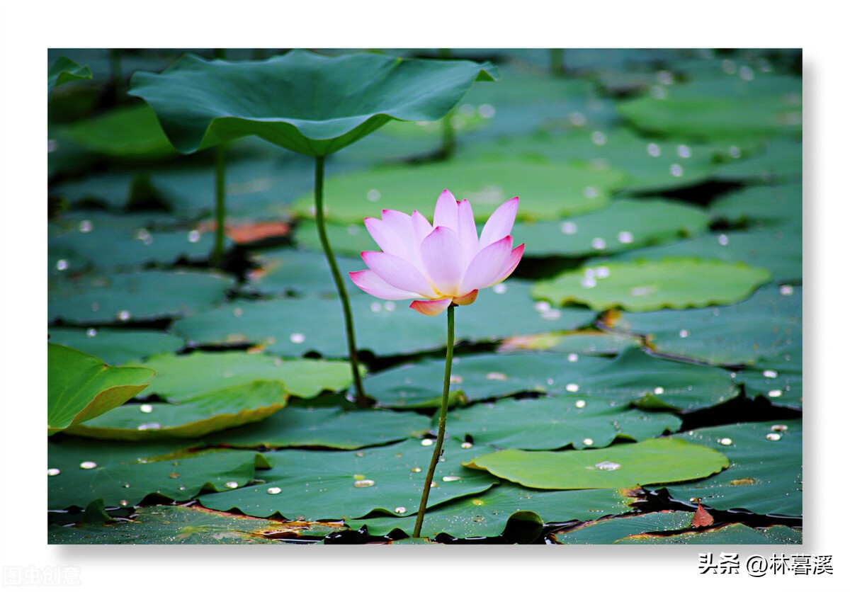 荷花就是最美的夏日诗,十首最美的荷花诗