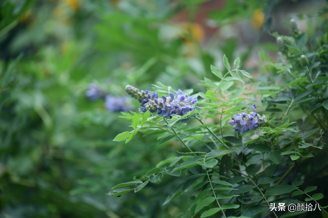 看到你的花园那么惨，我就安心了|园丁