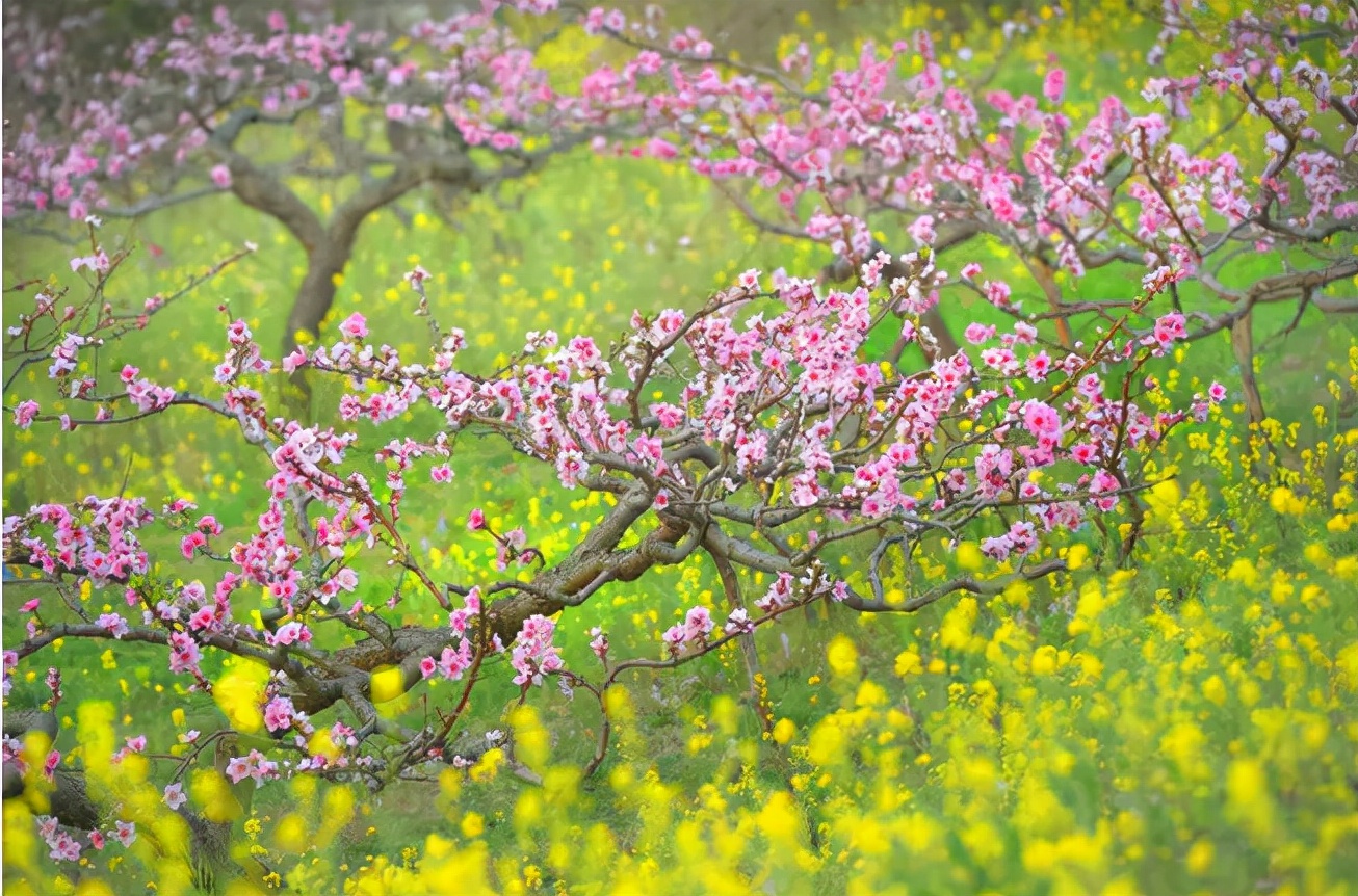 春日正好莫负春光,春日诗集大赏