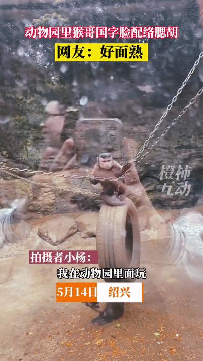 奇特长相的猴子,最像人脸的猴子