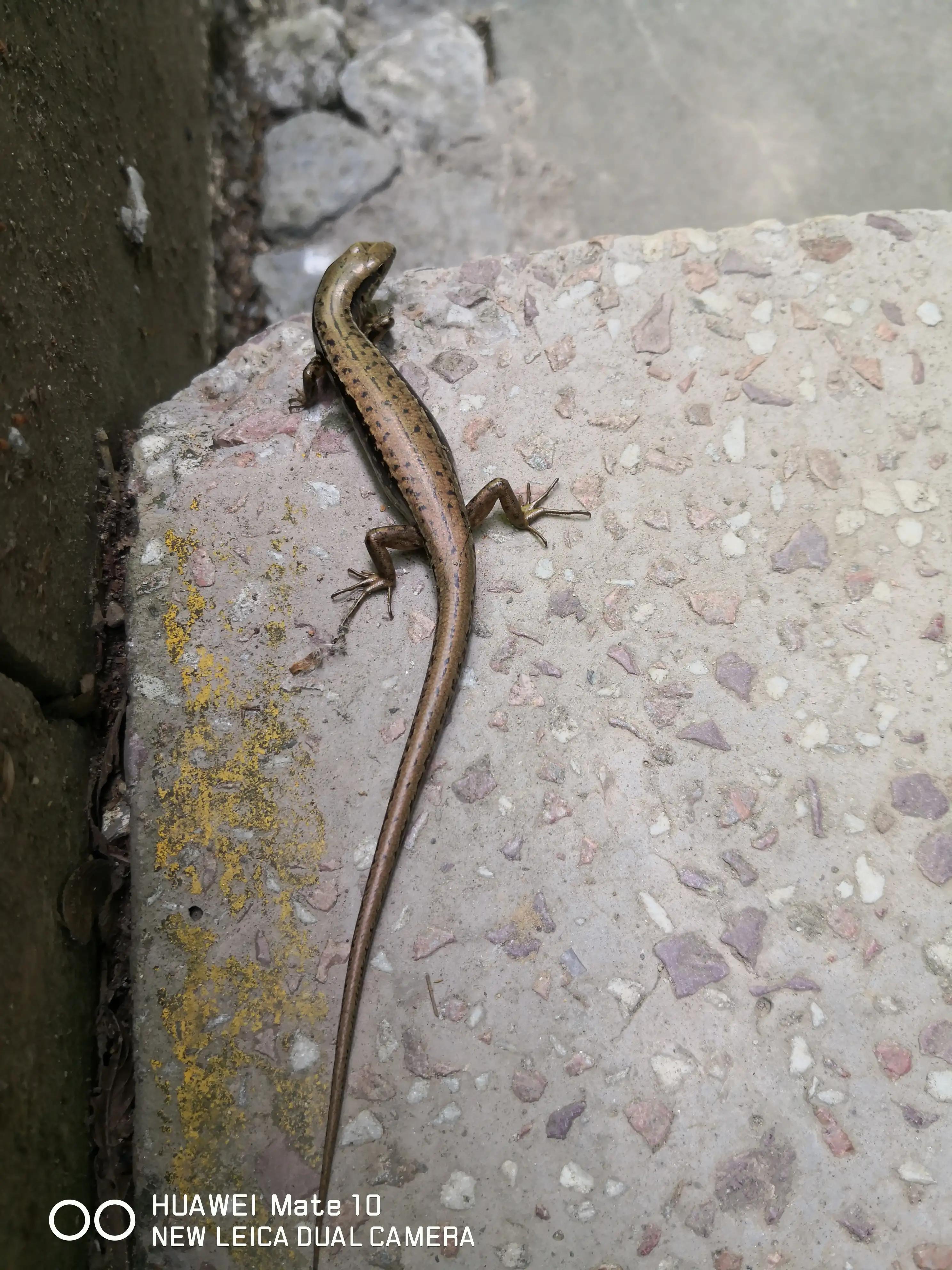 大秦岭的封面—金丝峽