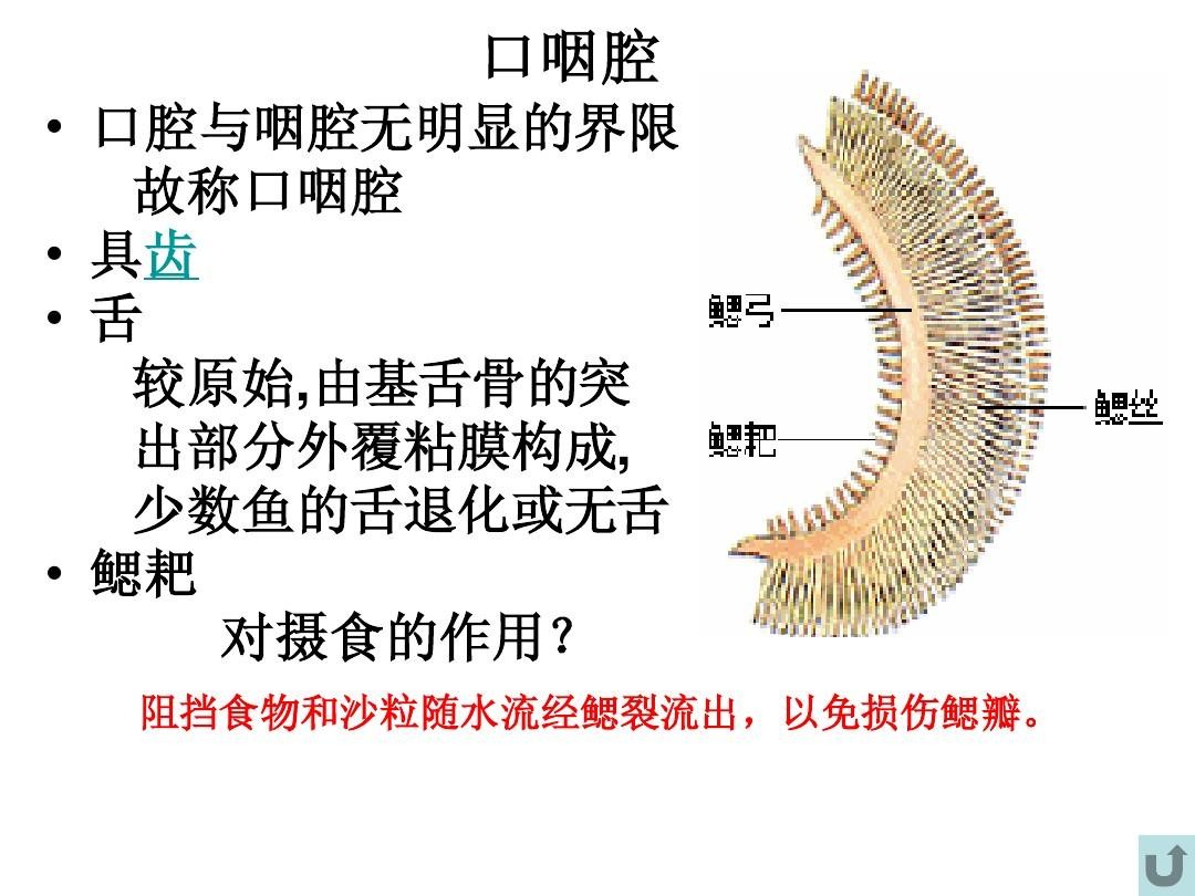 非洲硬舌异口尼罗河的日粮广度变化：对物种保护和水产养殖的影响