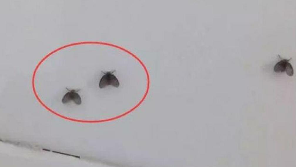 消灭家里卫生间小飞虫的方法,卫生间夏天有小飞虫怎么根除