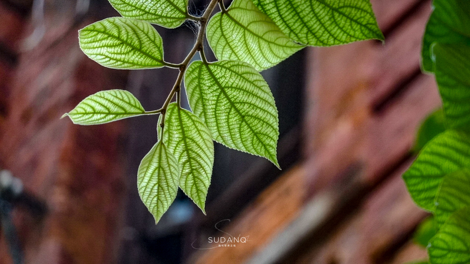 国外俩兄弟买了一栋别墅,武汉100年老房子带院子出售