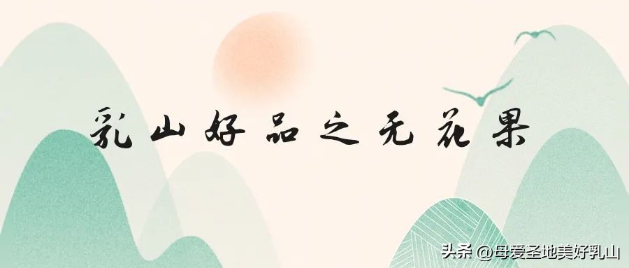 乳山一片海无花果,品味山海乳山