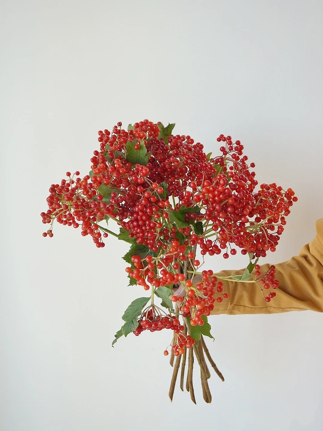 花艺教程花材打理知识,花艺教程常用花材及叶材有哪些