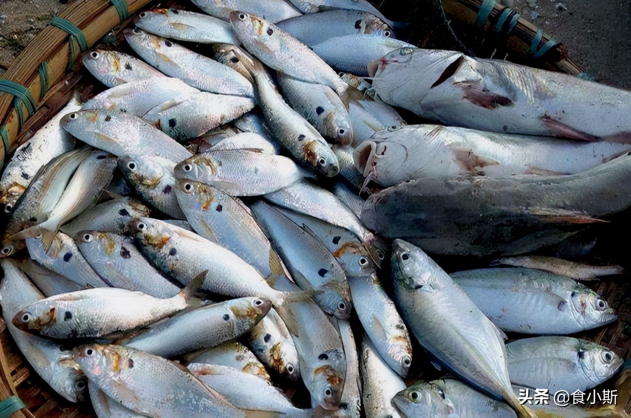 两种最好吃的鱼,最好吃的100种鱼图片