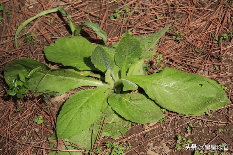 春尝野味菜当先*星星论道