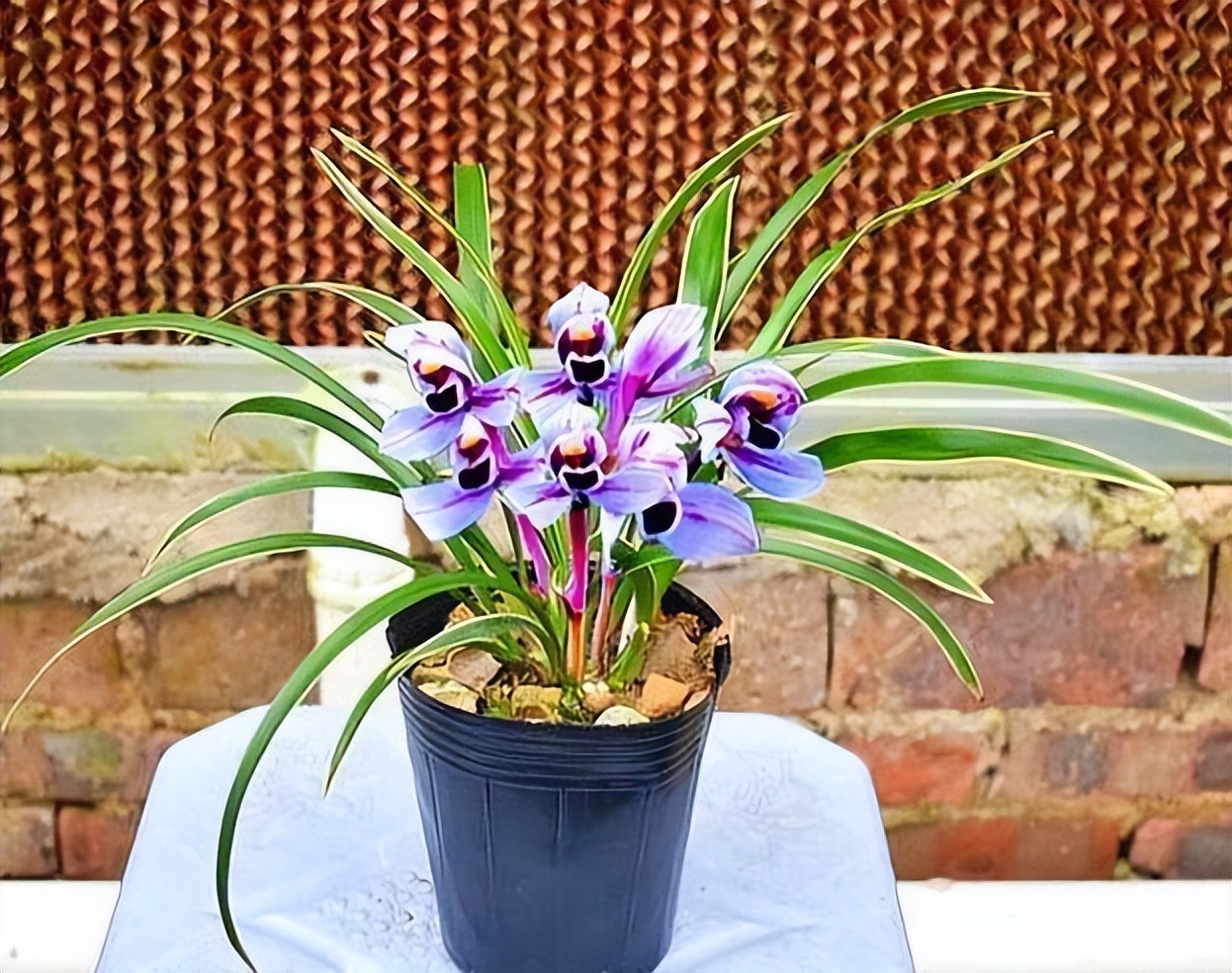 紫色的兰花四季兰,四季开花的紫月兰