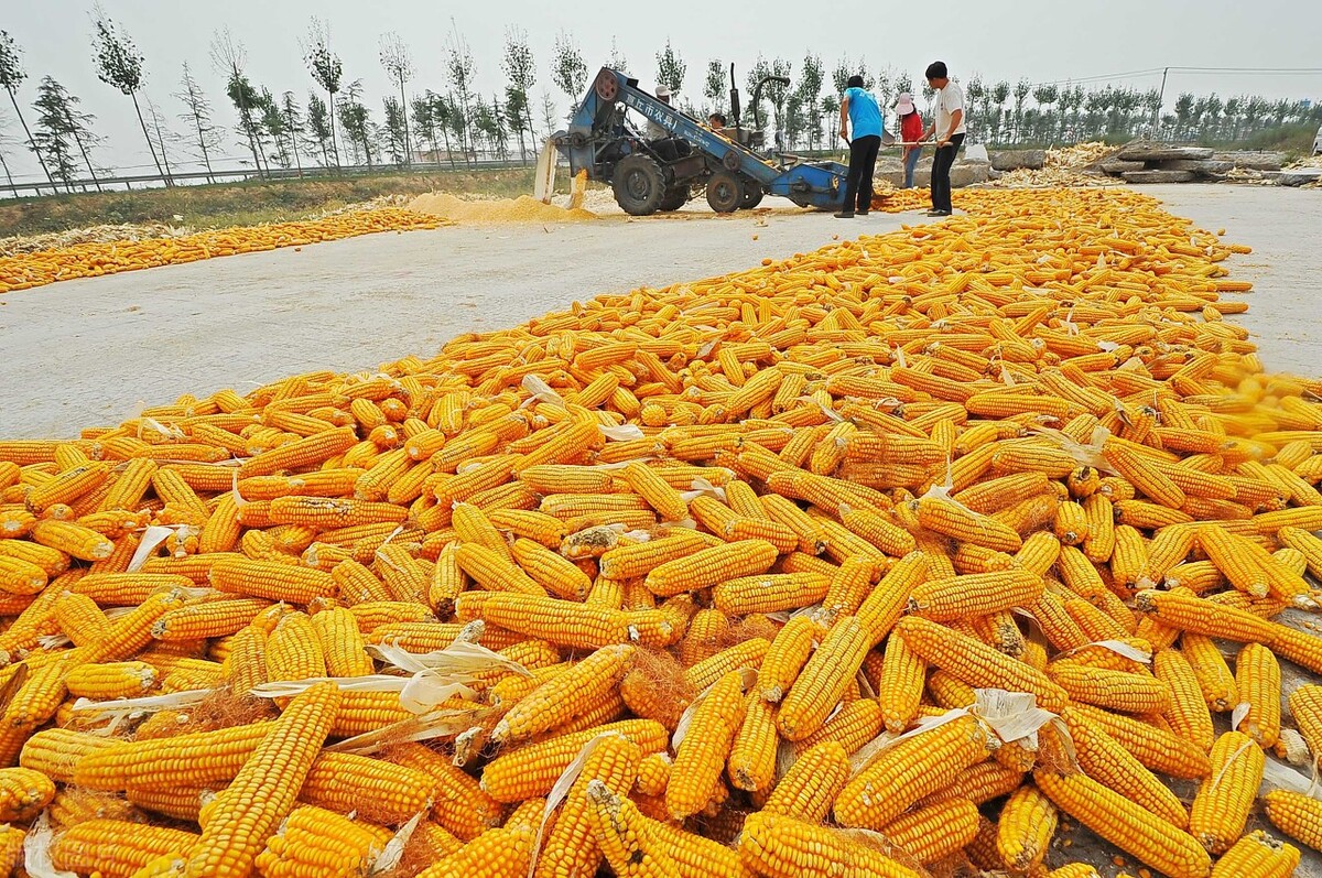 2021年秋季潮粮以后会涨价吗,东北潮粮元旦后价格会上涨吗