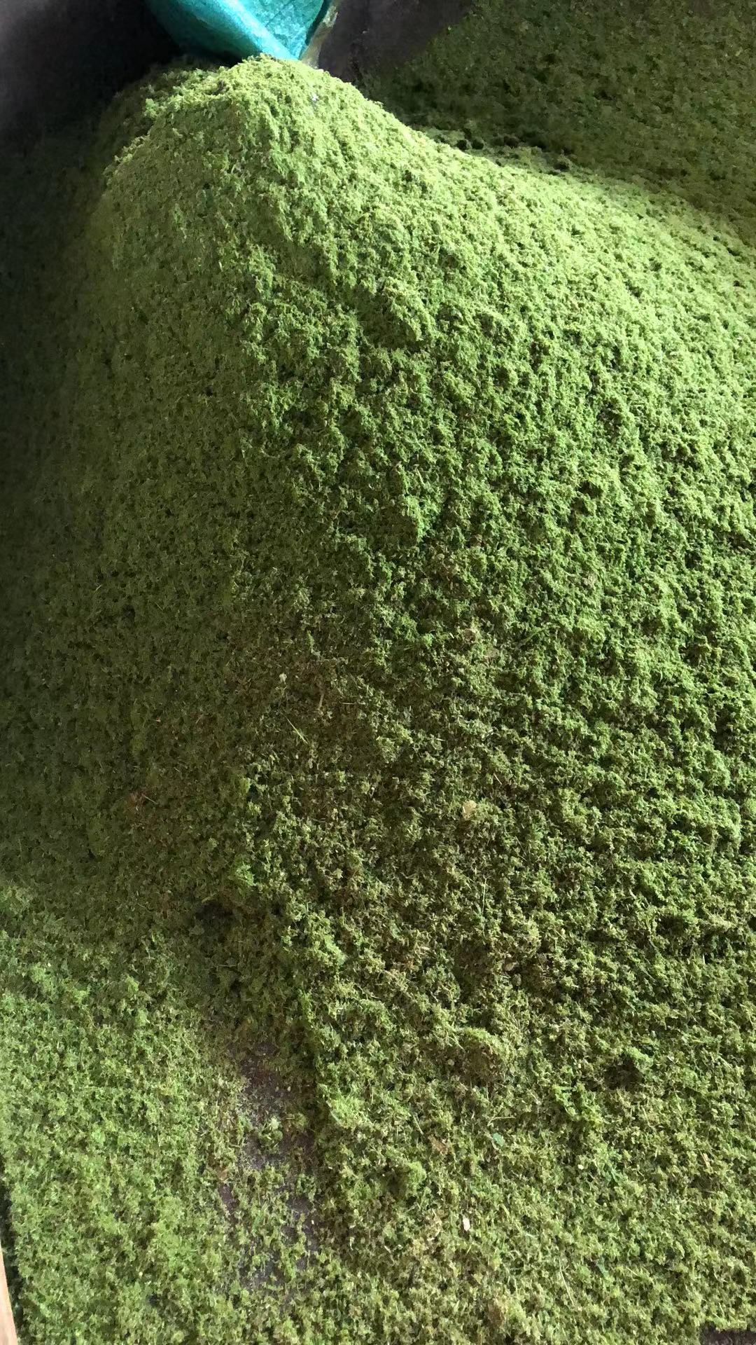 牧草制作发酵教程视频,发酵牧草养猪的正确方法