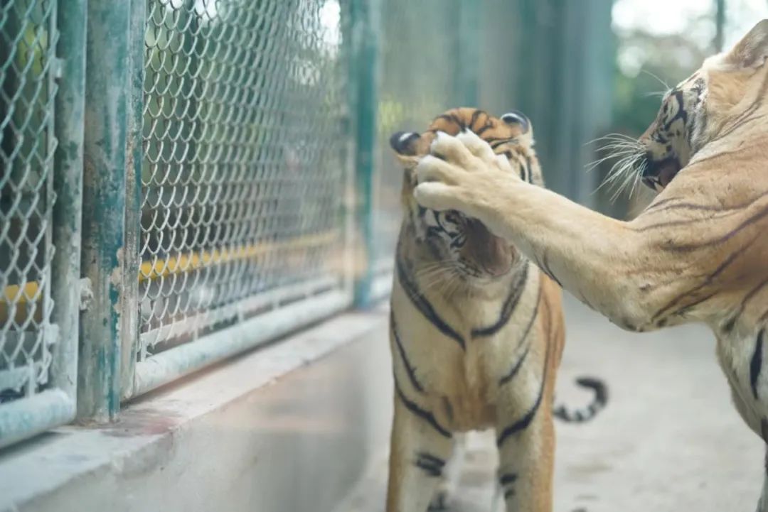 上海野生动物园建议周六周天去吗,上海野生动物园通玩一日游攻略