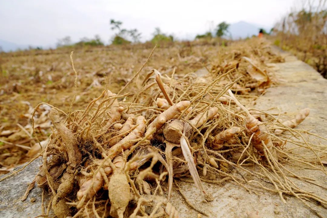 莪术种植一亩利润及生长周期,莪术种植基地