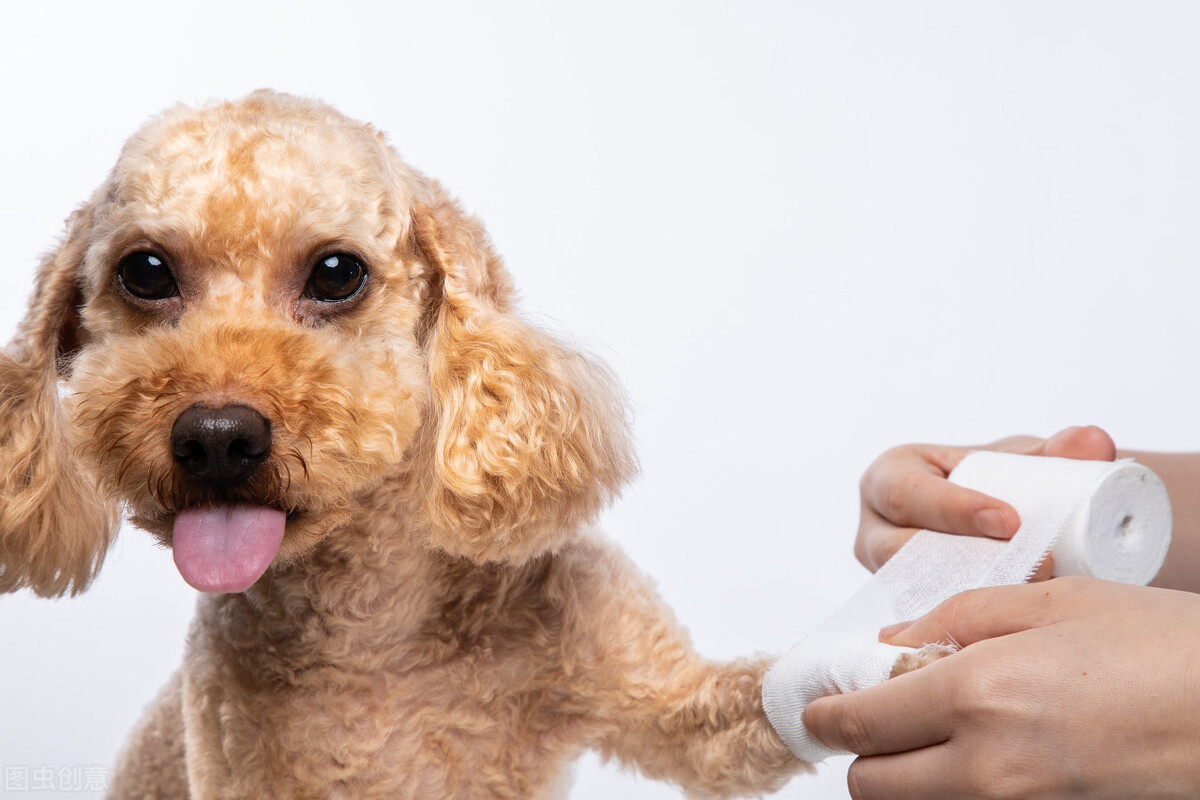 狗狗左后腿无缘无故瘸了,狗狗摔跤腿瘸了去医院要多少钱