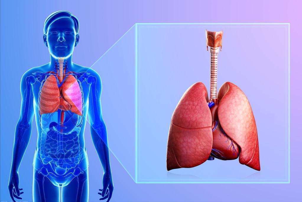 2药疏风、宣肺、清热、解毒、化痰、止咳、平喘，兼抗细菌抗病毒