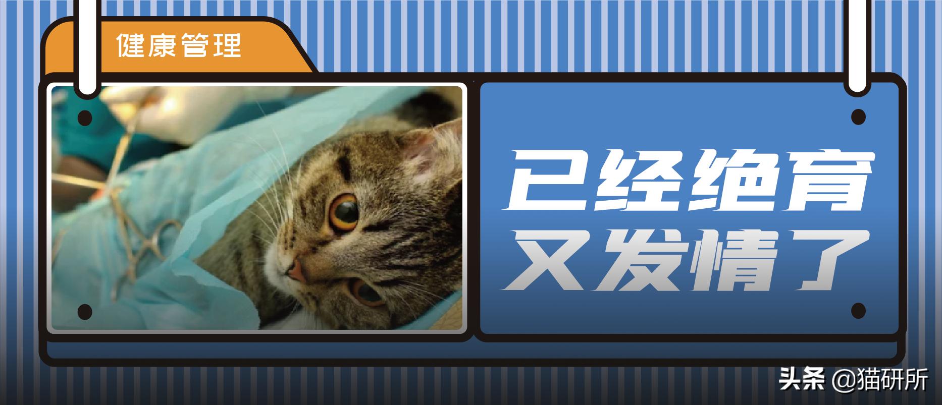 猫咪做了绝育还发腮吗,猫咪做了绝育还乱尿吗