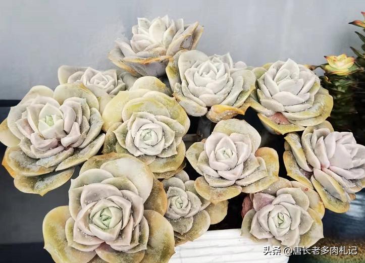 多肉丢在土里就行了吗,多肉遗弃大棚