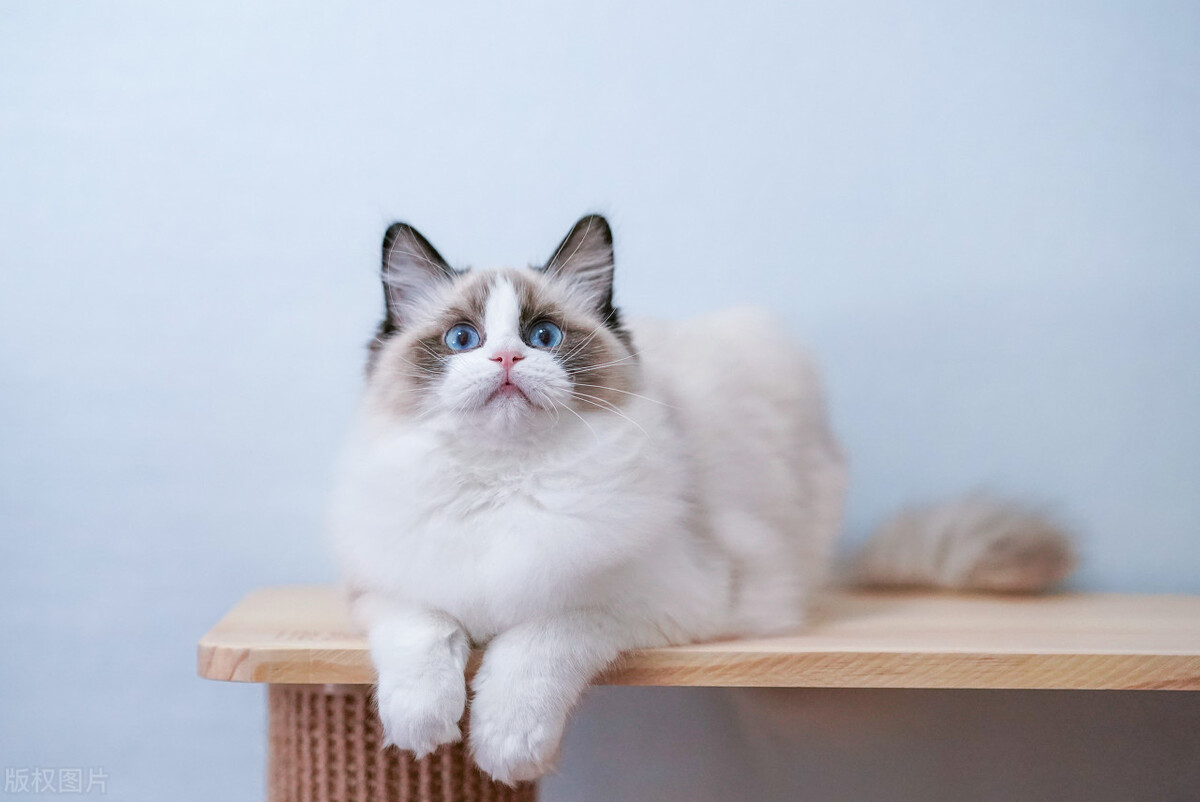 暹罗猫跟布偶,暹罗猫和布偶猫什么区别