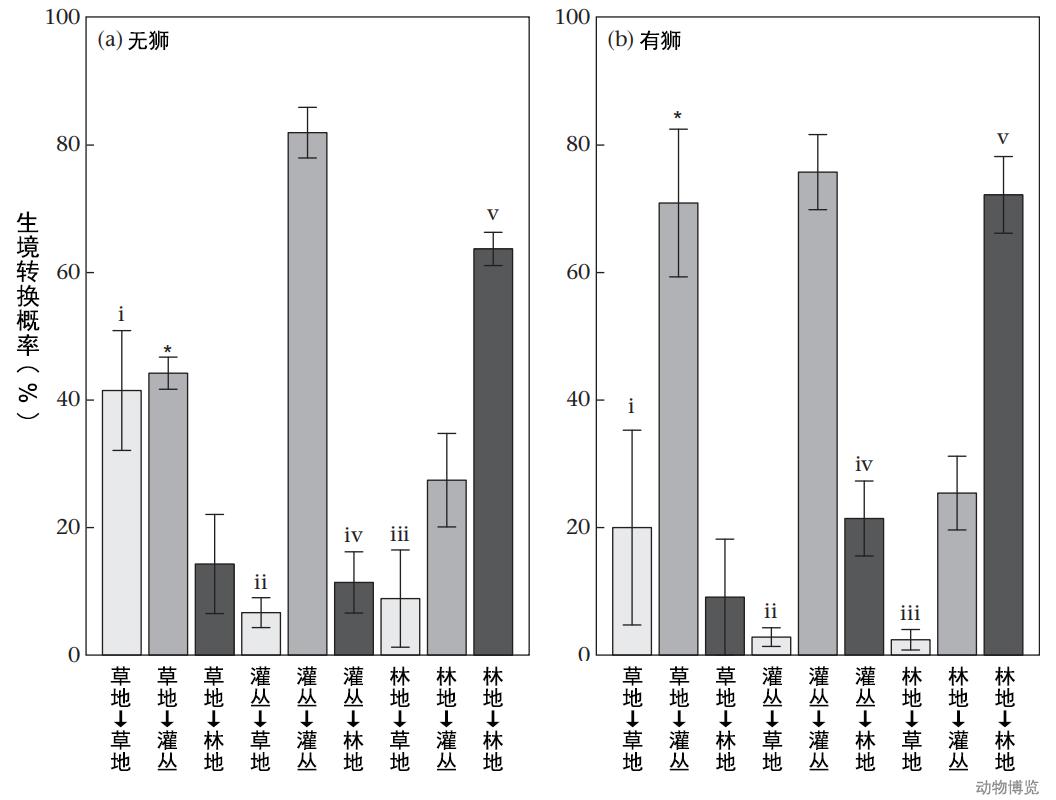 豹子丧命,豹子的悲惨下场视频