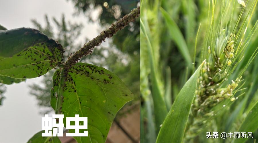 家里有蚜虫怎么消灭蚜虫,如何快速消灭蚜虫蚜虫最怕什么