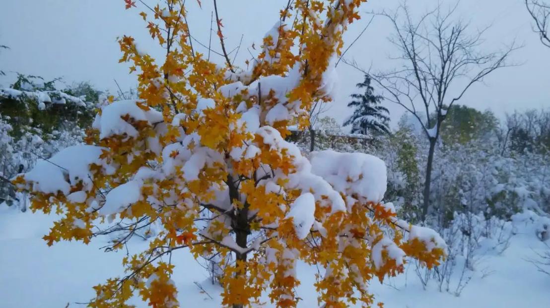 今年数九天冷不冷,今年数九冷不冷啊