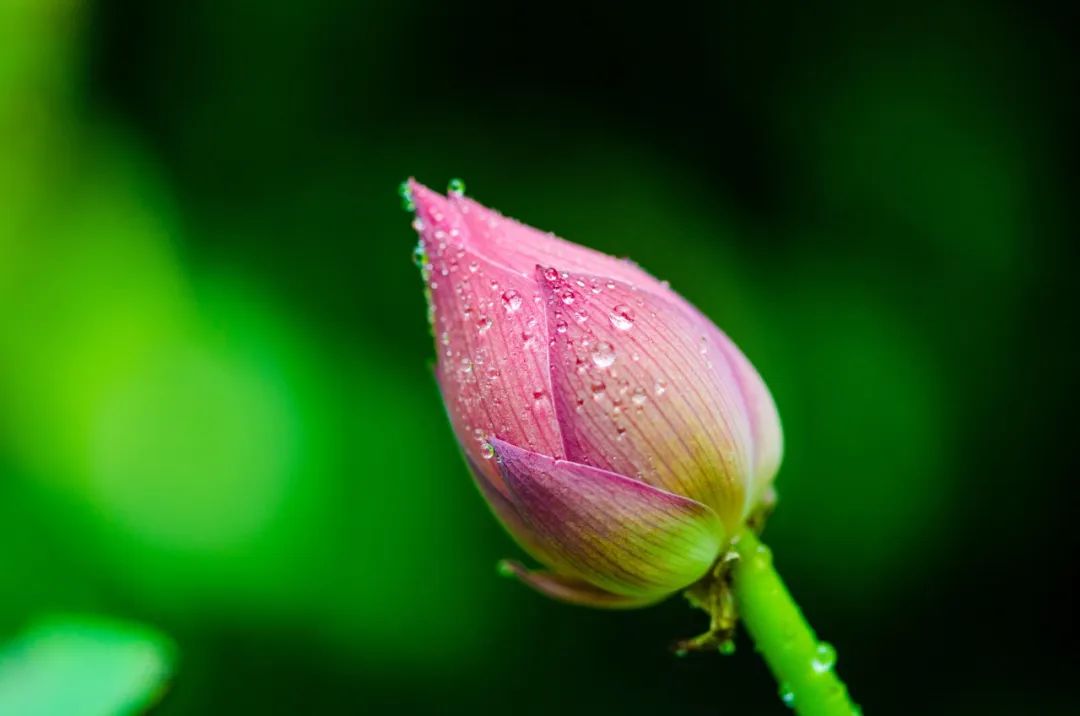 关于荷花绝美的诗句,十首荷花诗词唯美了整个夏天