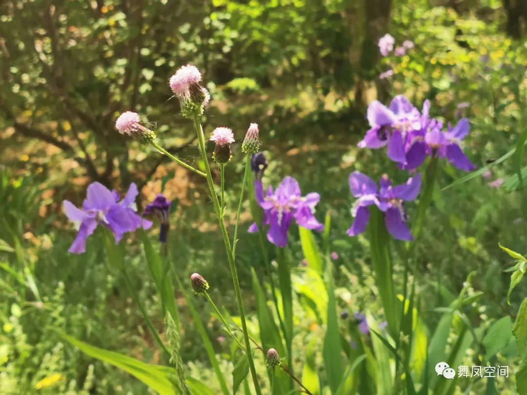 西山国家森林公园海拔,西山国家森林公园昆明