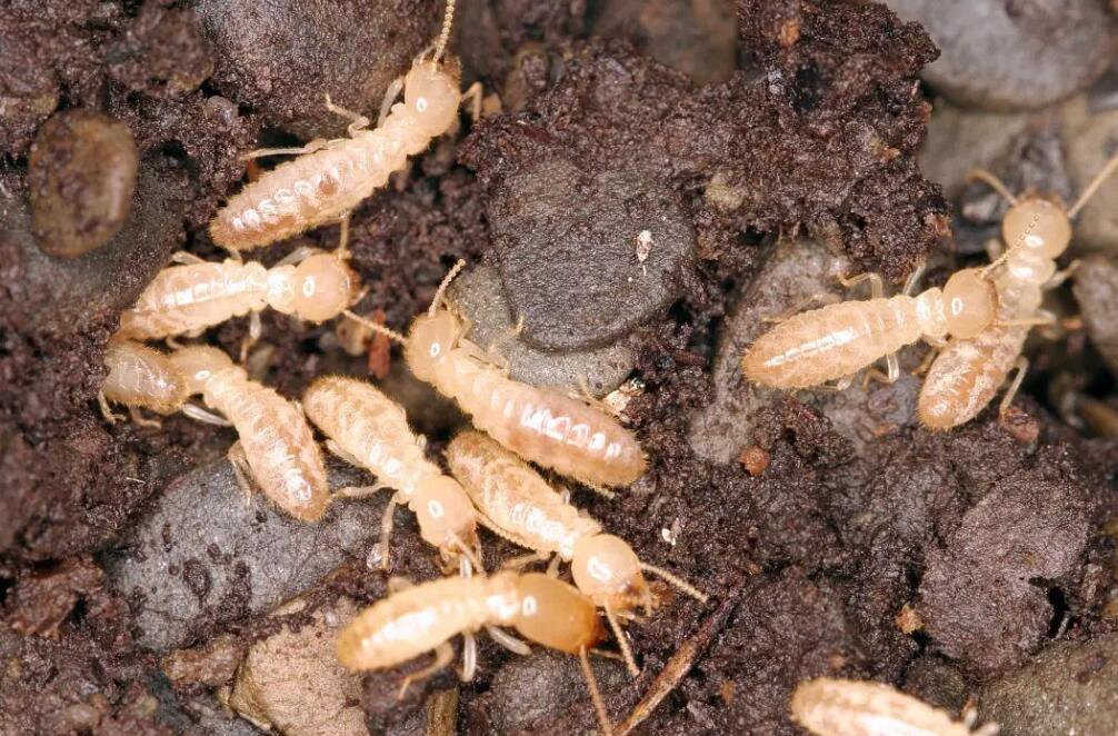 家里衣柜被白蚁吃掉了怎么办,上海家里有白蚁的话如何处理