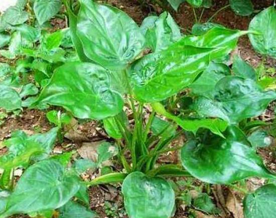 对房屋危害最大的植物,小区树木存在安全隐患