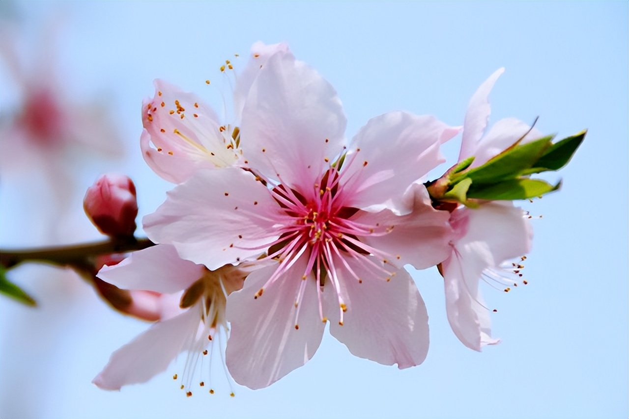 关于春天桃花的诗,一年四季桃花的诗句