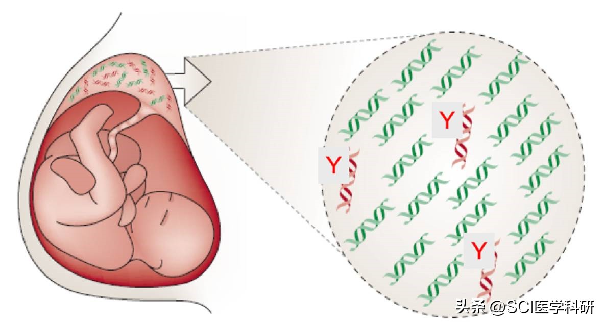 软骨发育不良宝宝能长高吗,孩子想长高吃什么有助软骨生长