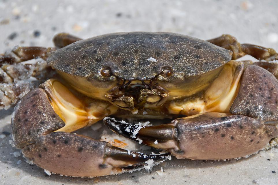 螃蟹品种怎么区分,螃蟹如何挑选图解