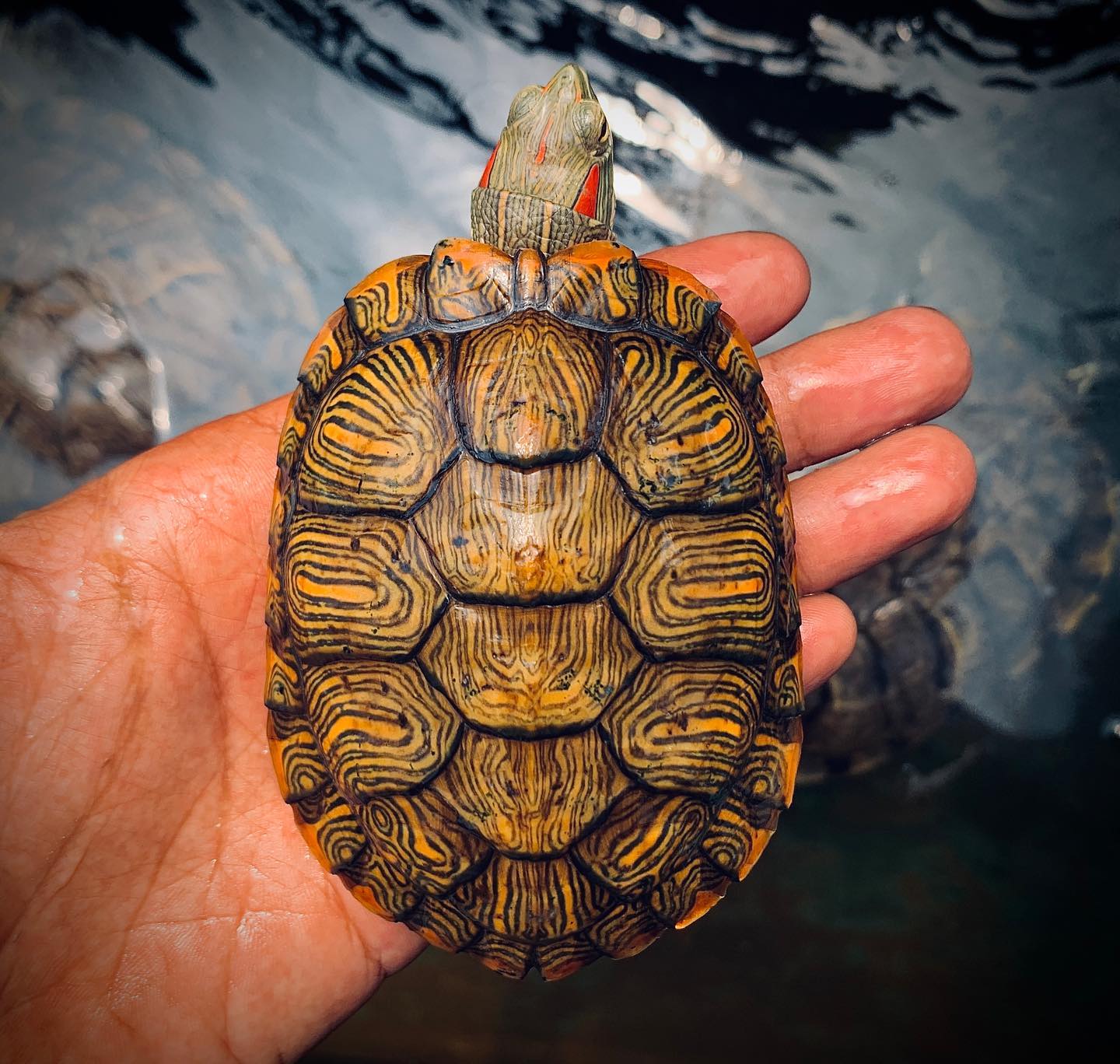 巴西龟保养食谱大全,秋末巴西龟吃什么