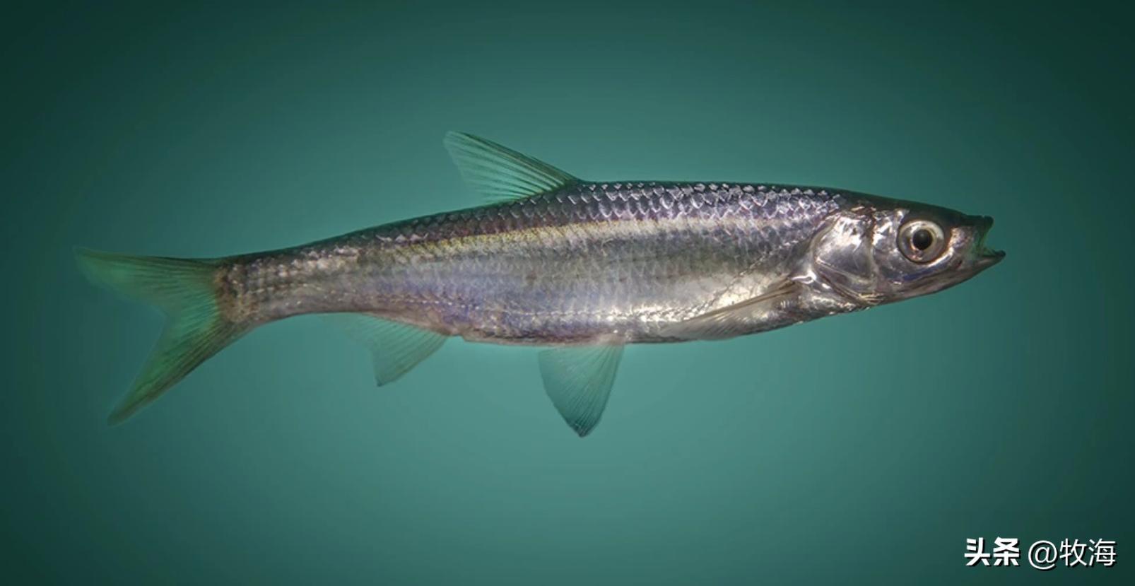 宜昌水位下降，大量刁子鱼搁浅岸边，长江护渔：标志性鱼群出现