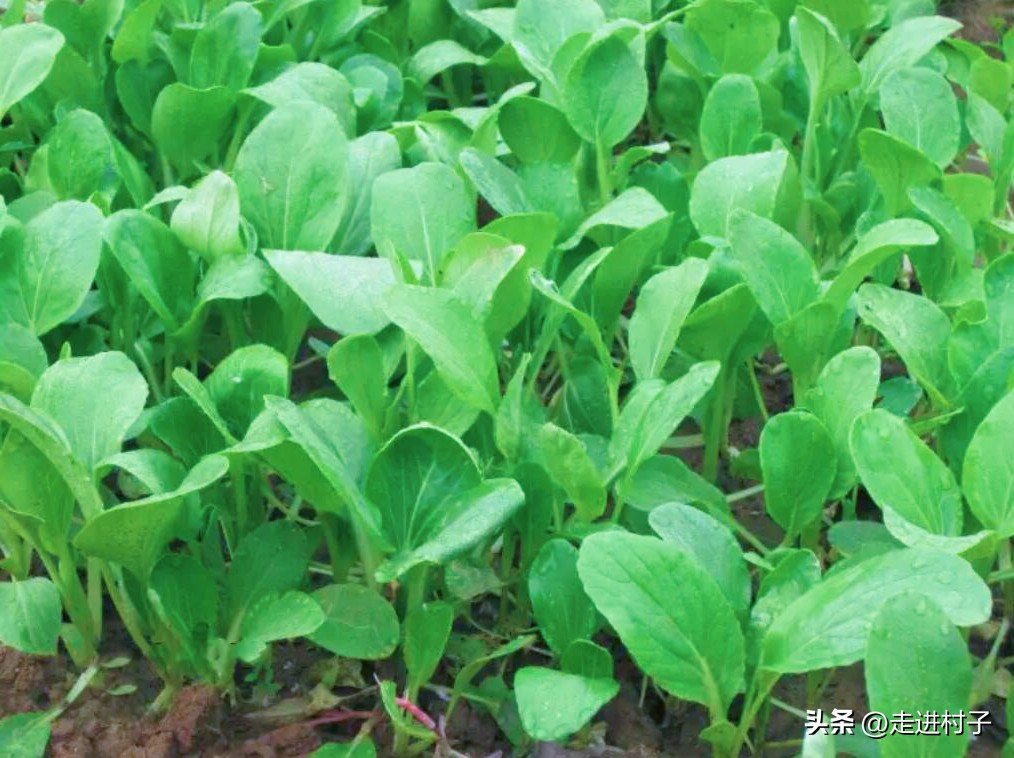 白菜害虫用什么农药防治,大白菜病虫害防治建议书