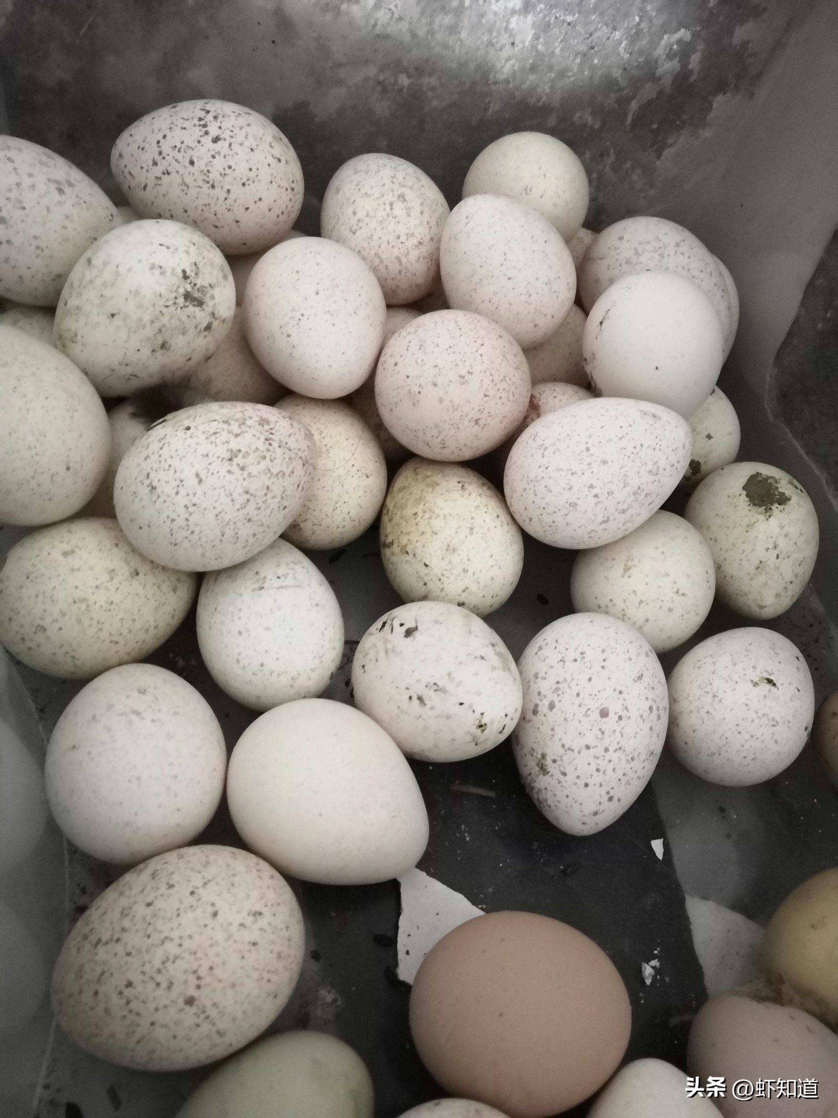 哪种蛋白质对人体最有营养,哪种蛋营养高质量高