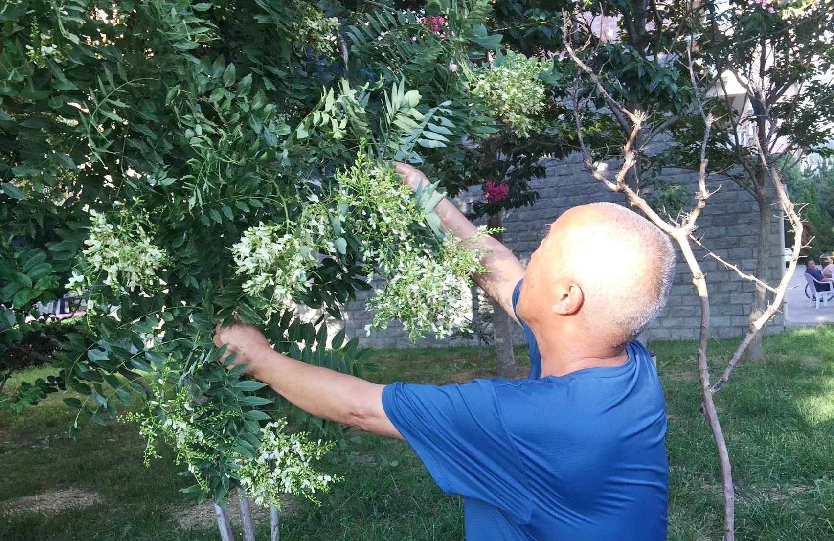 槐花全是是宝，8月遇见抓紧囤，晾干炒一炒，泡水喝好处多多