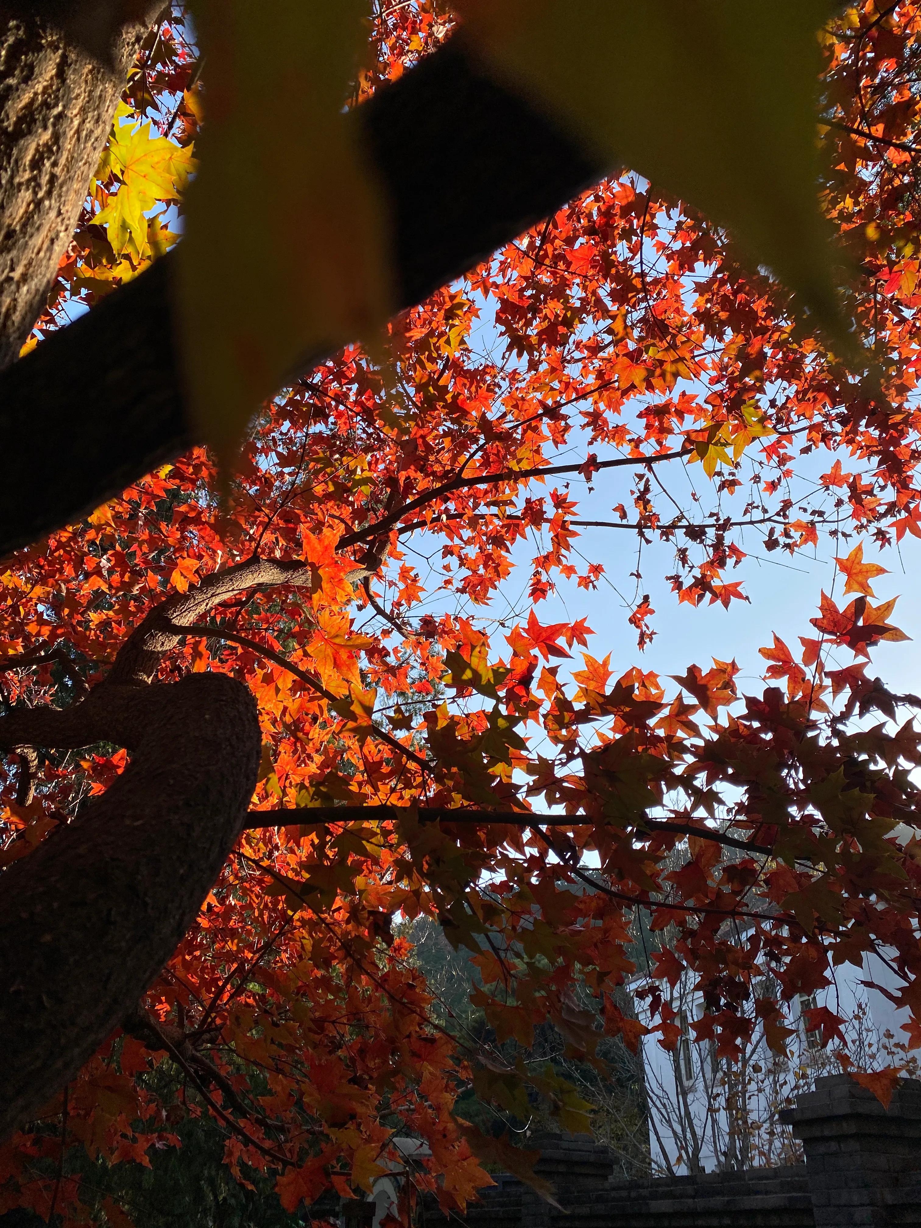 香山风景区打卡攻略,北京香山公园打卡