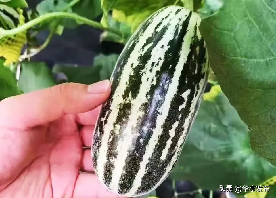 华亭市安口镇朱家坡路线,平凉市华亭市安口镇朱家坡村