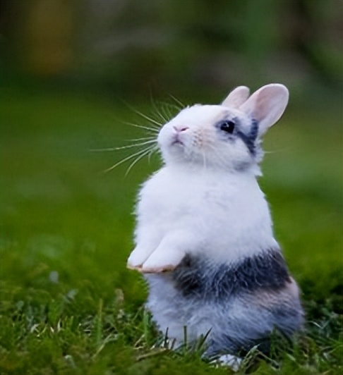 鸡兔同笼五种经典解法,鸡兔同笼解法有列表法