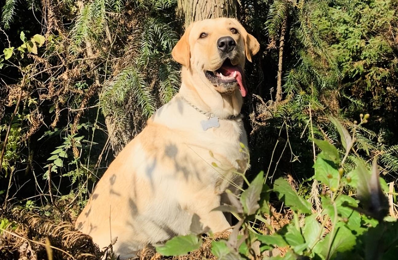 拉布拉多怎么越养越瘦了,自己养的拉布拉多骨架小偏瘦