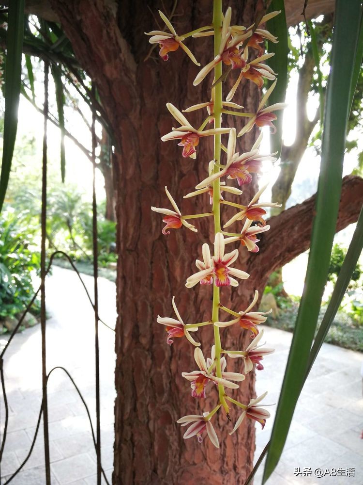 带你认识中华兰花纹瓣兰,顶级纹瓣兰图片