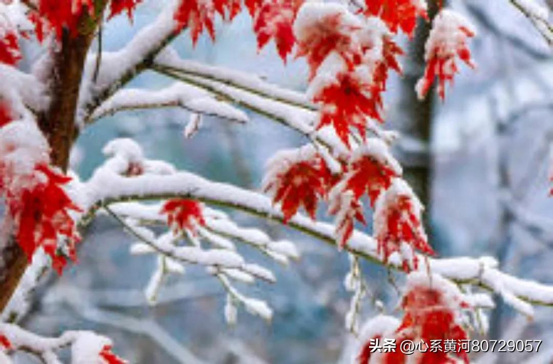 小雪十大绝美诗句,最著名的小雪的古诗词