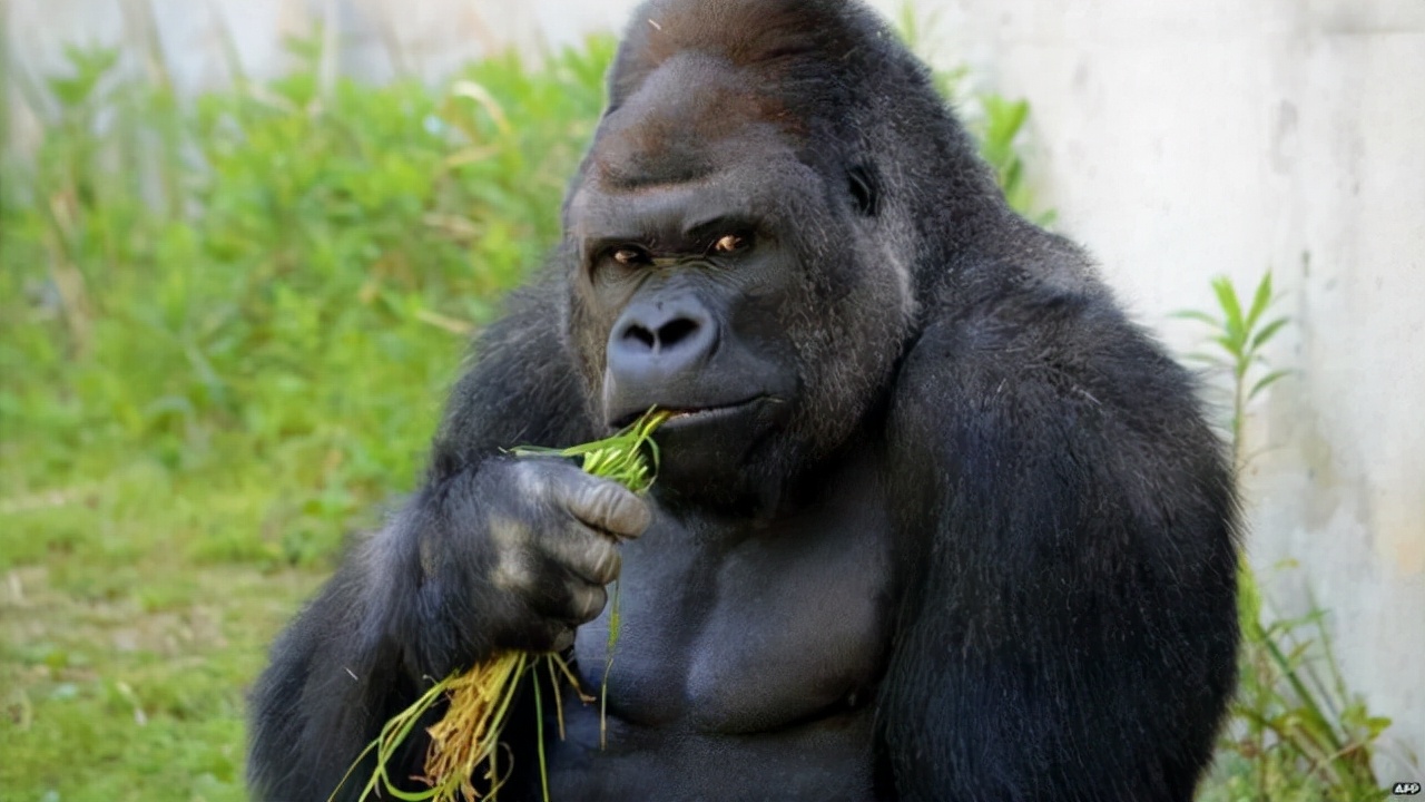 人类全身褪去毛发后，为什么只留下头发、阴毛和腋毛？