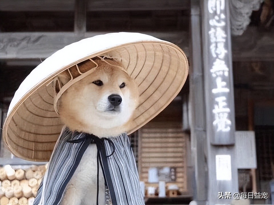 狗狗要绝育了需要注意什么,狗狗一定要绝育吗