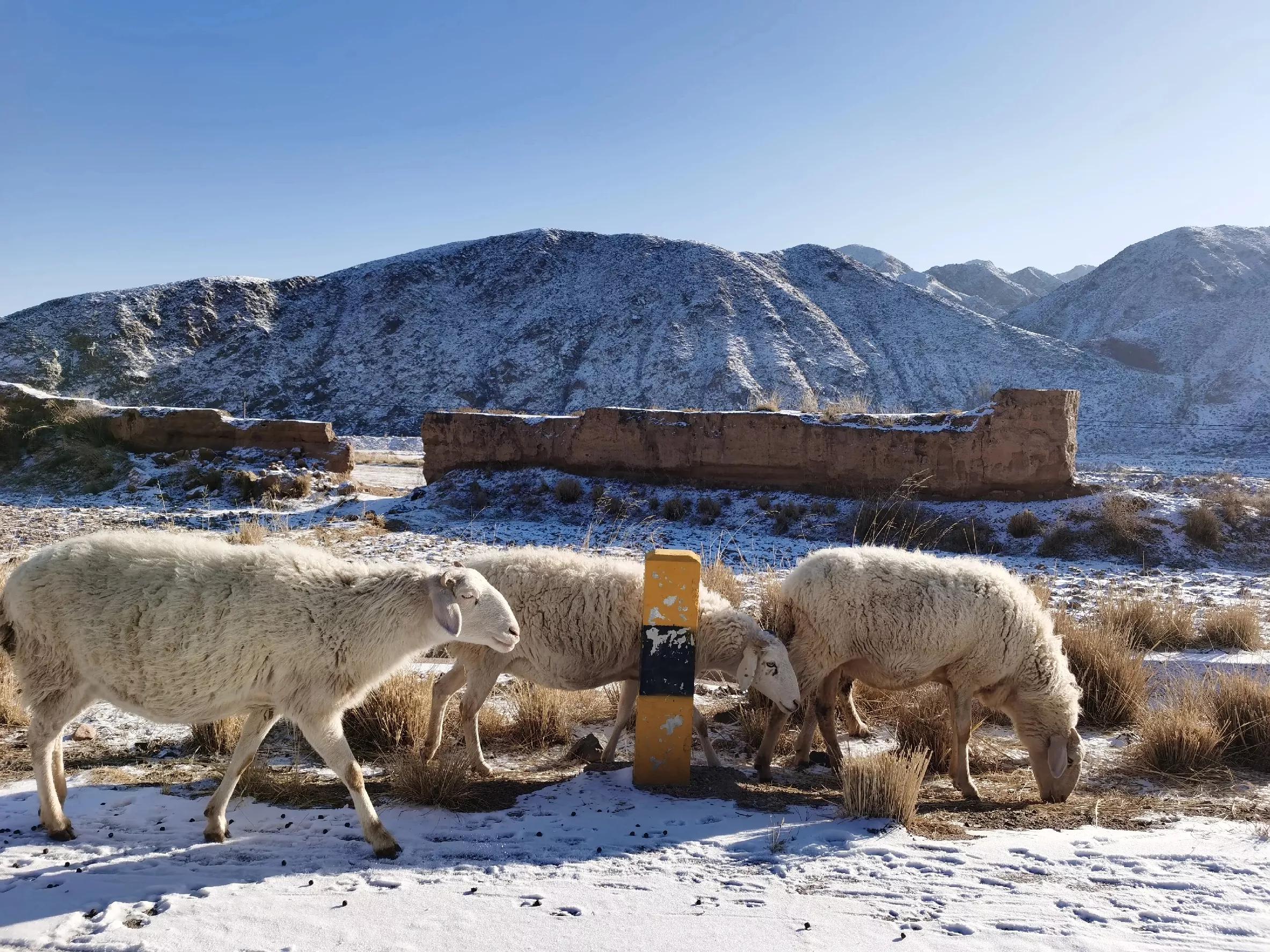 养羊一年赚5万得养多少只羊,养羊多少只一年能赚20万