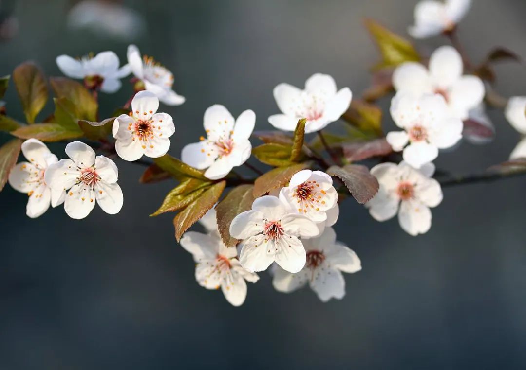 关于春装的高级文案,春装上新文案短句