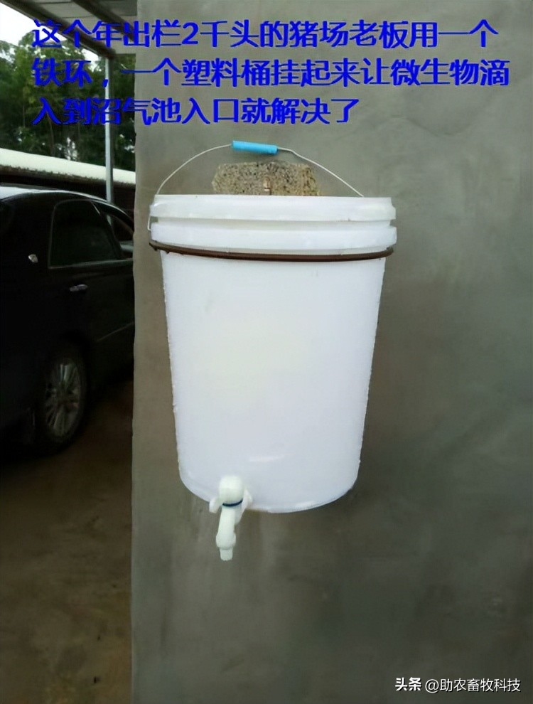 如何提高育肥羊经济效益,育肥猪养殖项目目的是什么